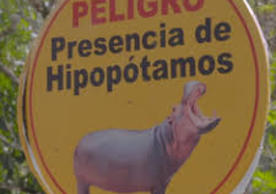 Peligro hippo